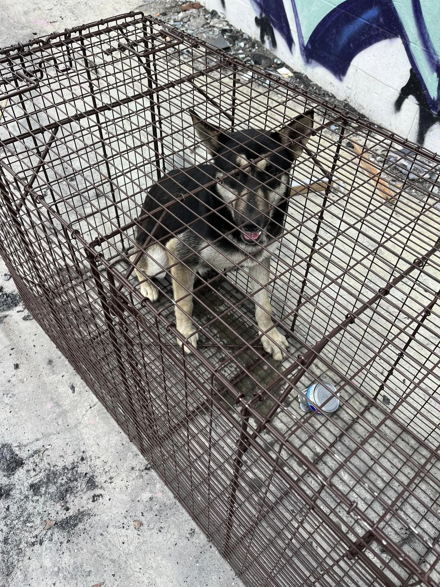 pobre perro en la jaula cerrada