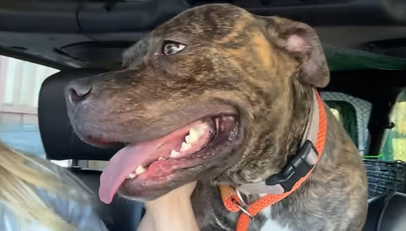retrato de un perro mirando hacia otro lado con la lengua afuera