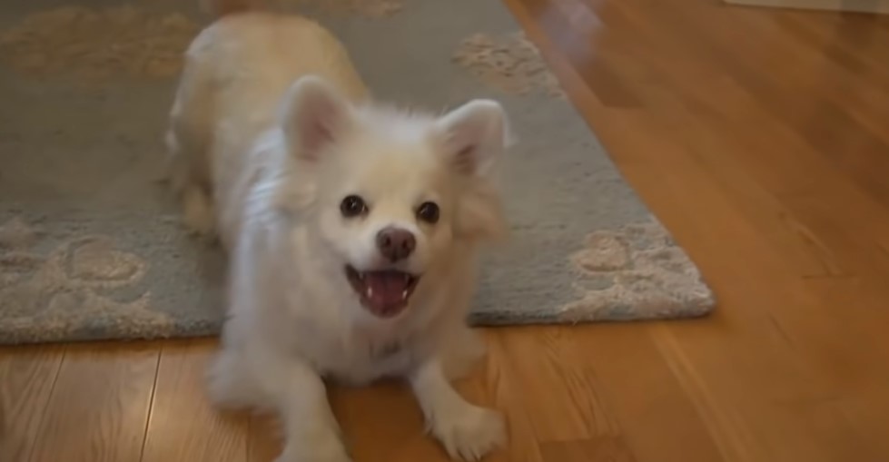 retrato de un perro blanco juguetón acostado en el suelo