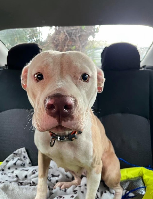 retrato de un cachorro en un coche