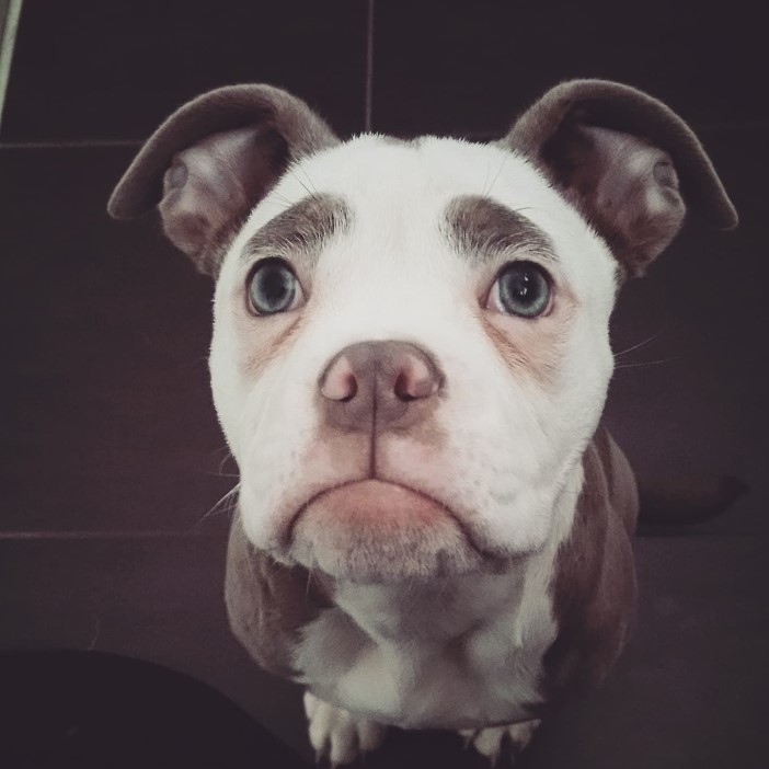 retrato de un perro triste mirando a la cámara
