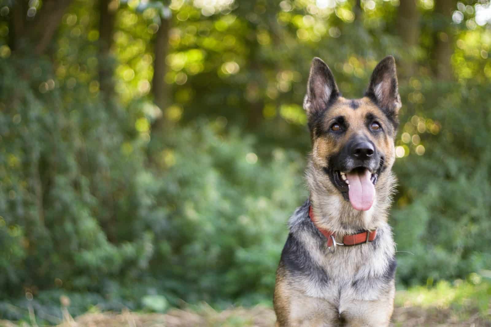 retrato de un GSD de pelo corto