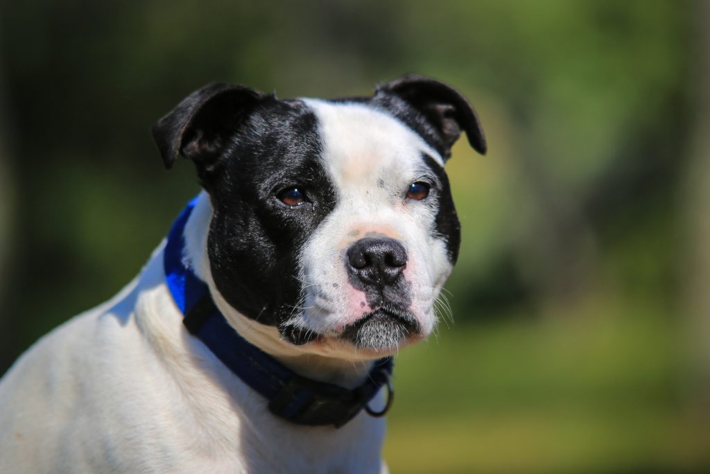 retrato de un staffordshire bull terrier