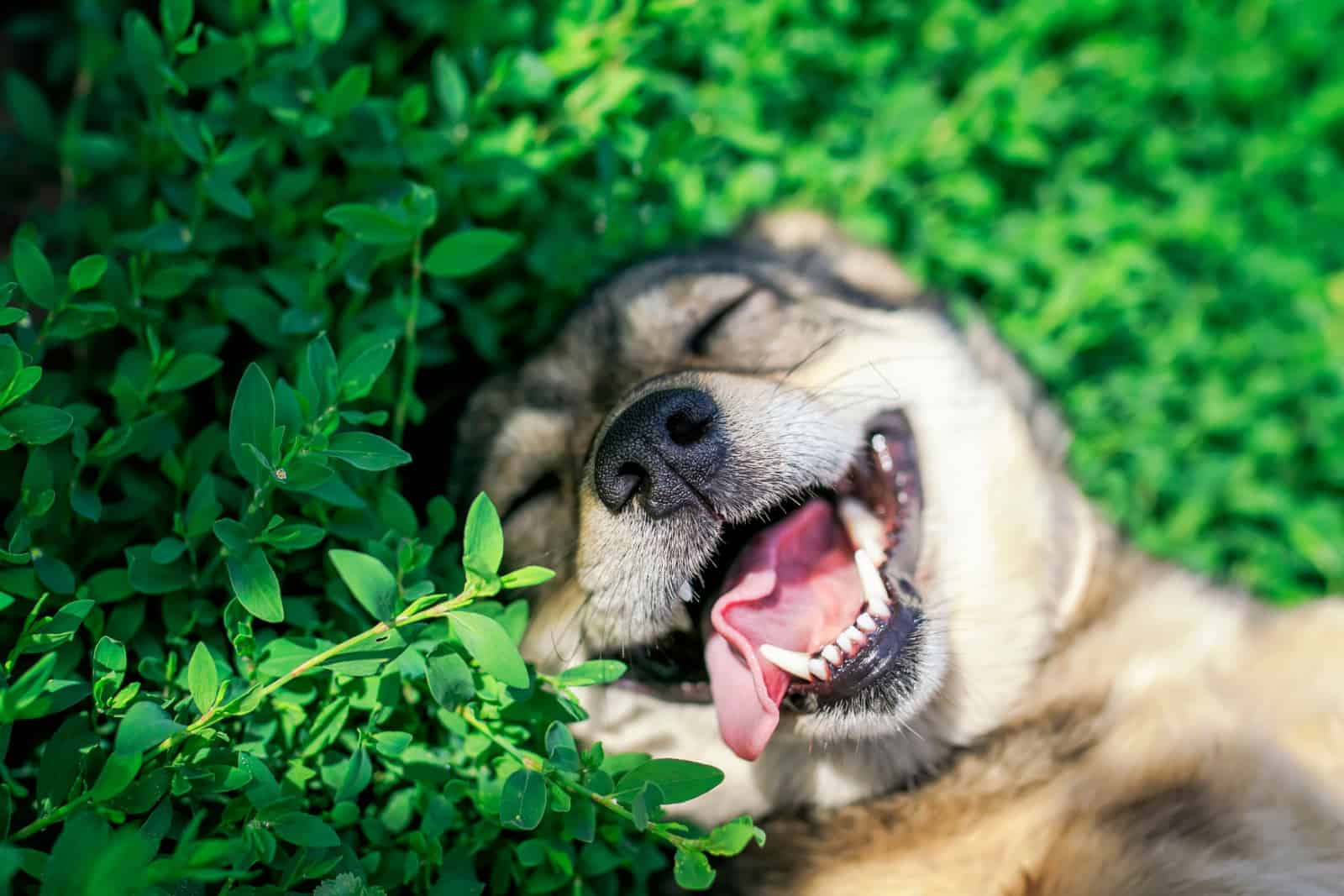 retrato de lindo perro tumbado en hierba verde en primavera