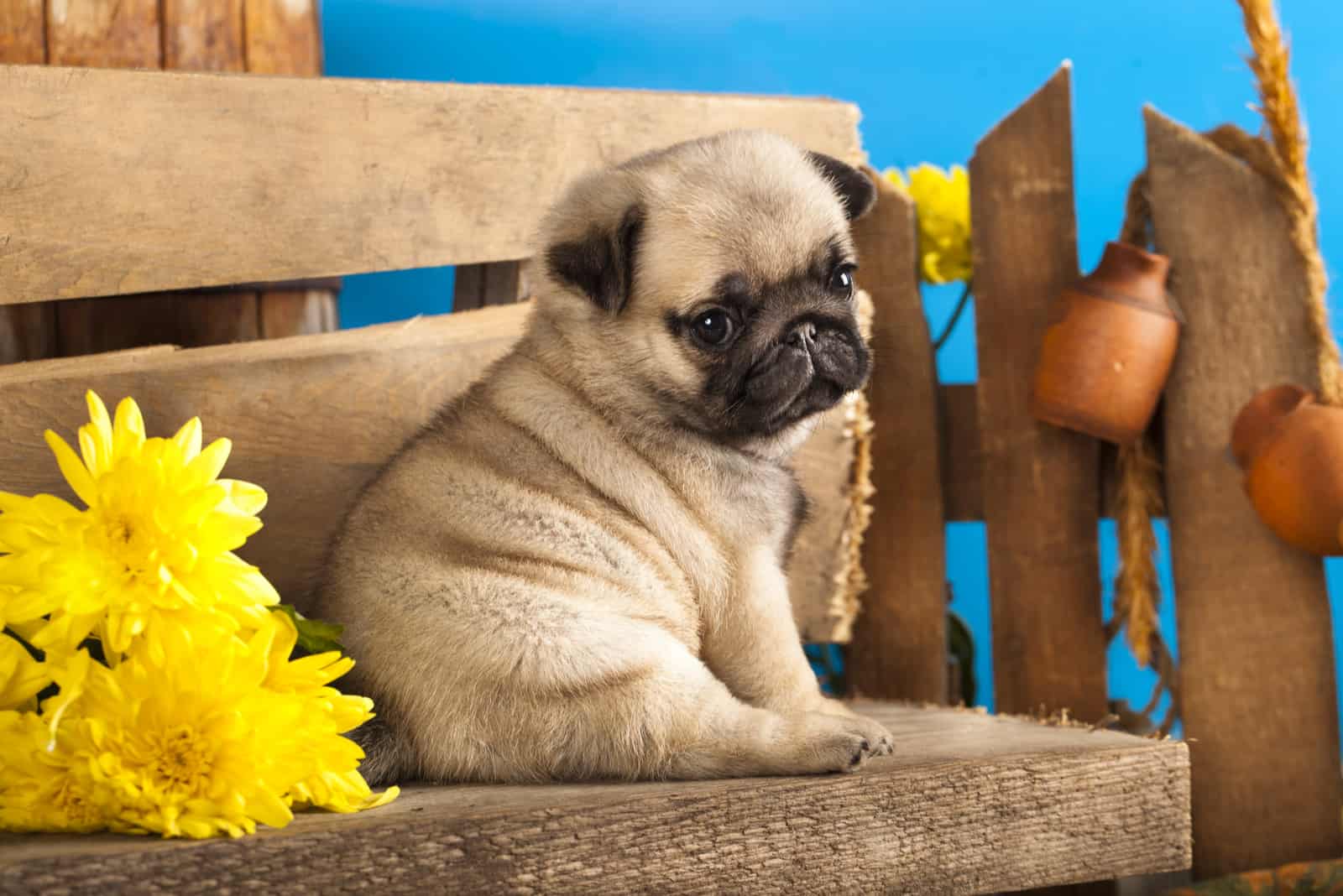 Cachorro pug sentado en un banco de madera