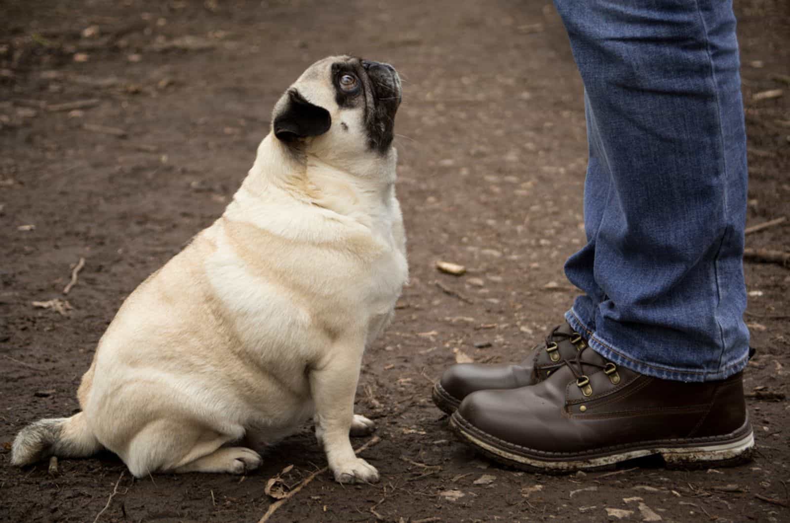 pug sentado en el suelo frente a su dueño