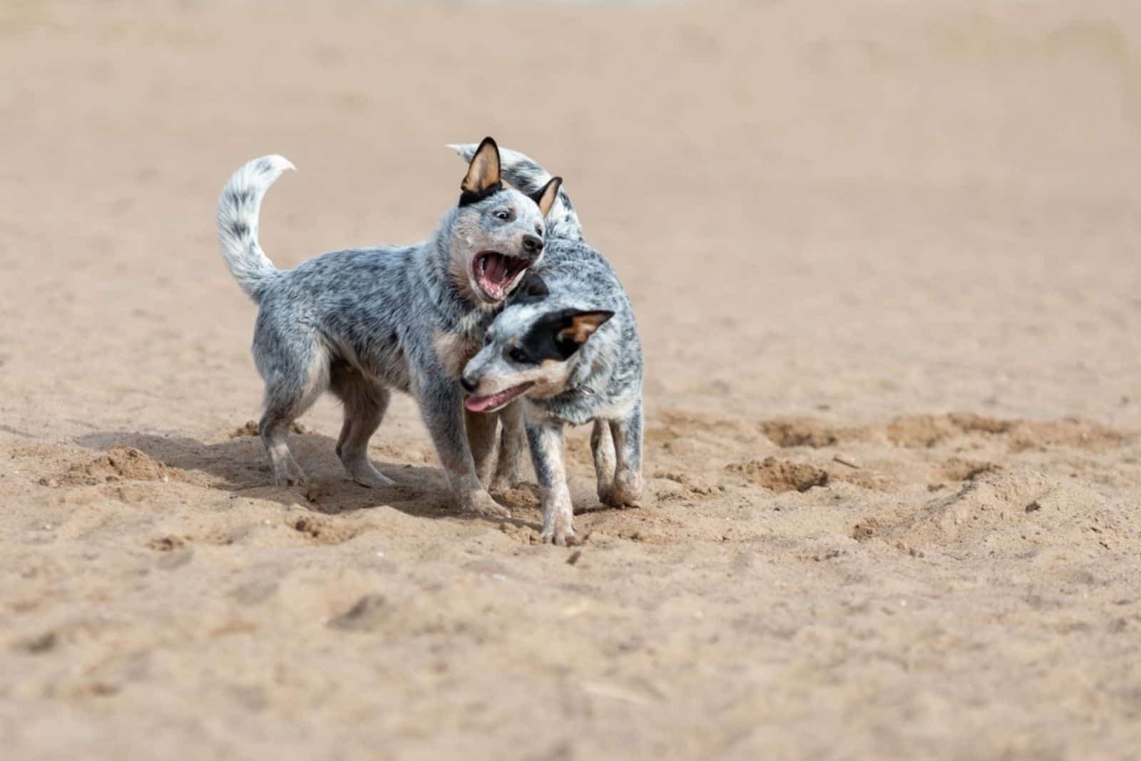 cachorros de perro boyero australiano o blue heeler jugando juntos