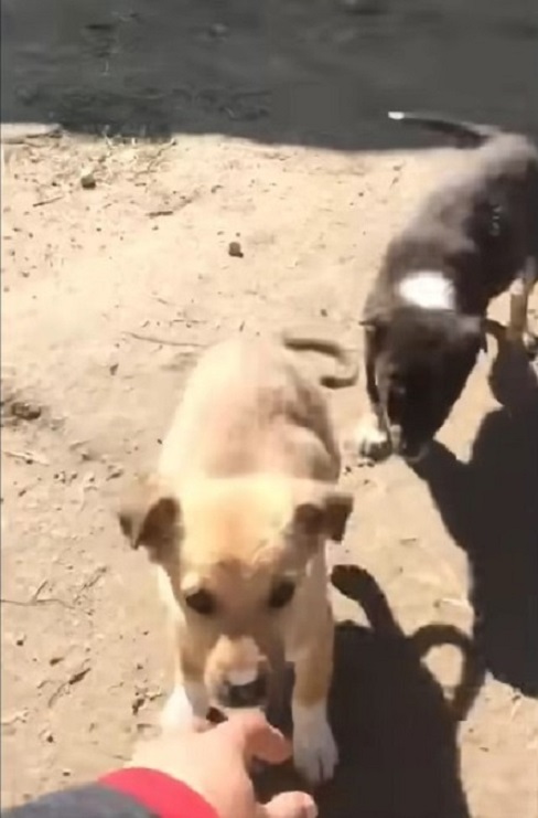 cachorros jugando