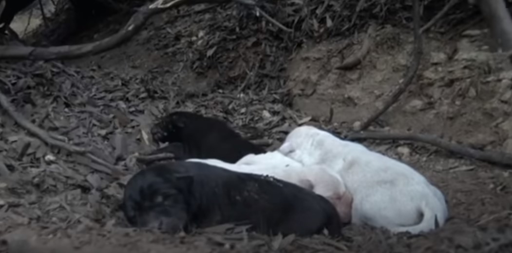 cachorros durmiendo en el bosque