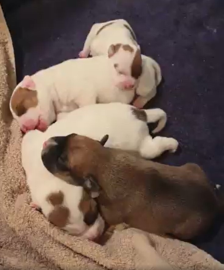 cachorros durmiendo