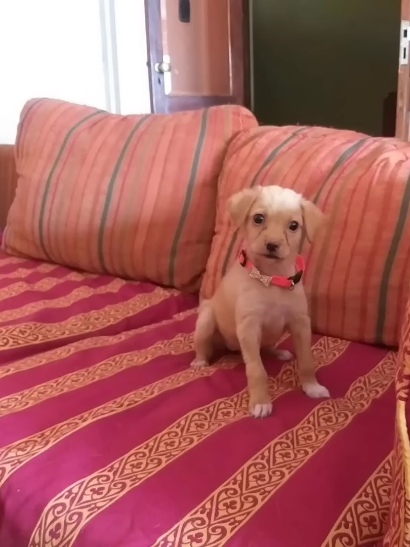 cachorro sentado en un sofá rojo