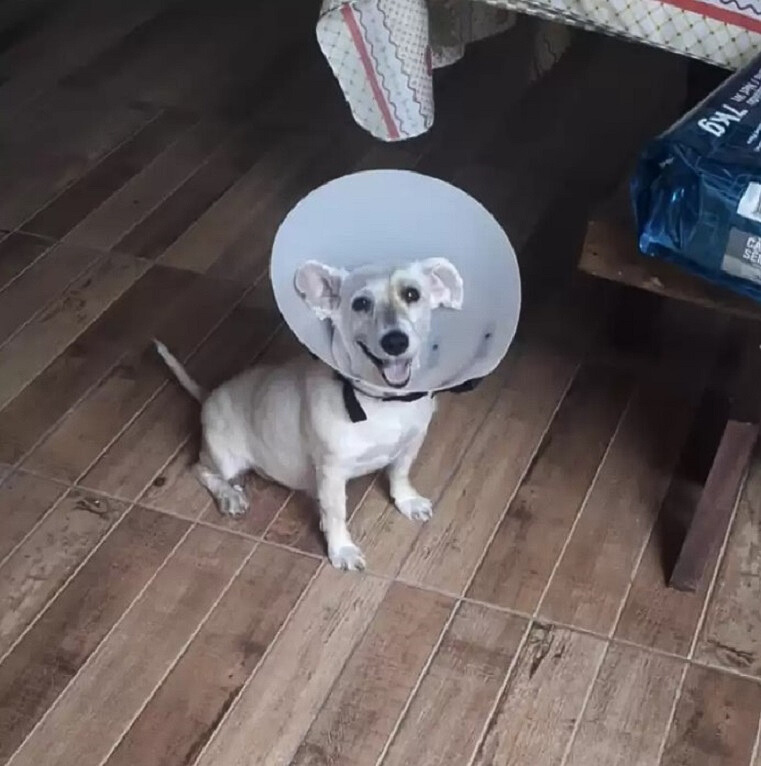 cachorro sentado con un cono alrededor de su cuello