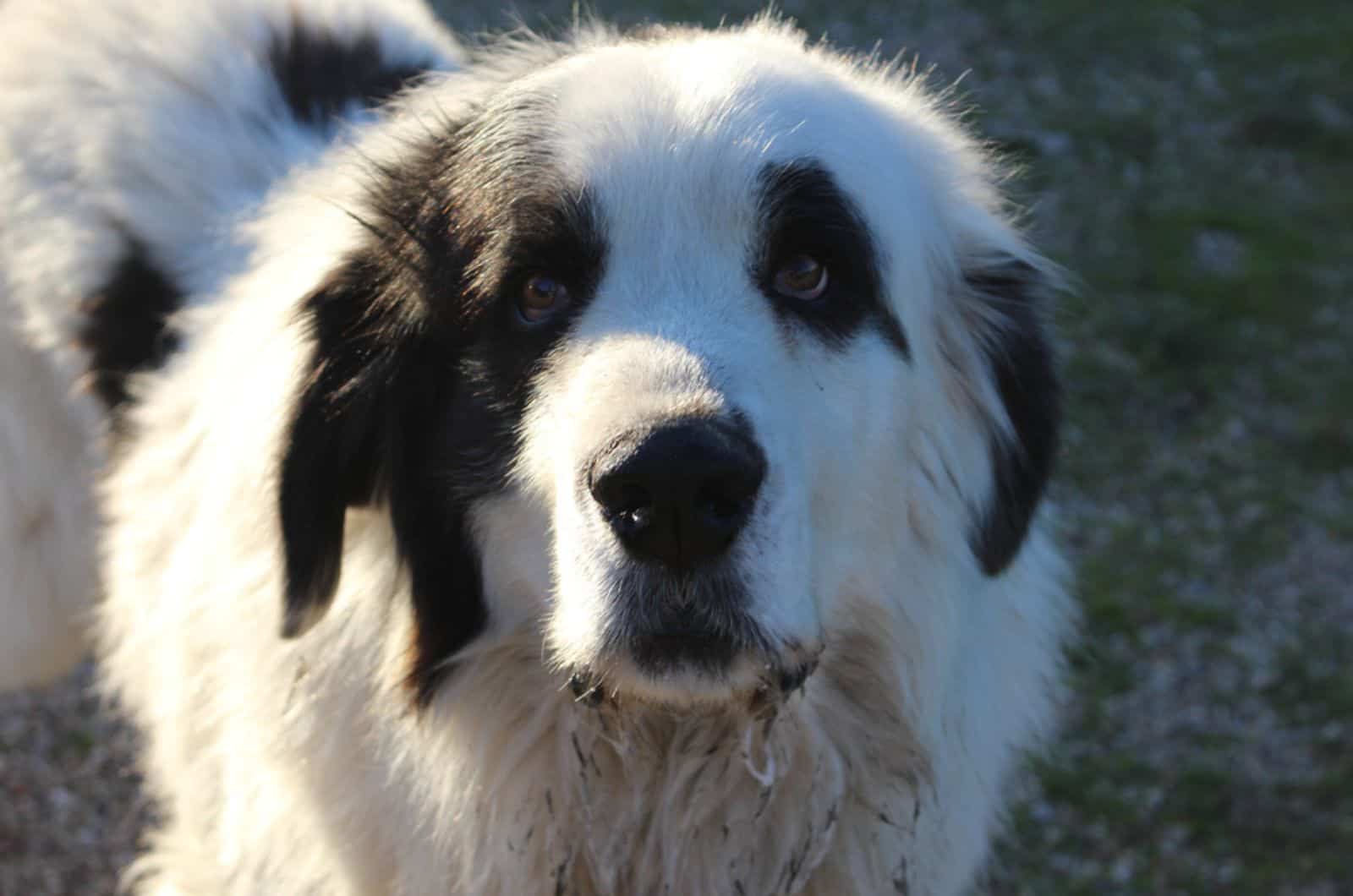 mastín del pirineo babeando