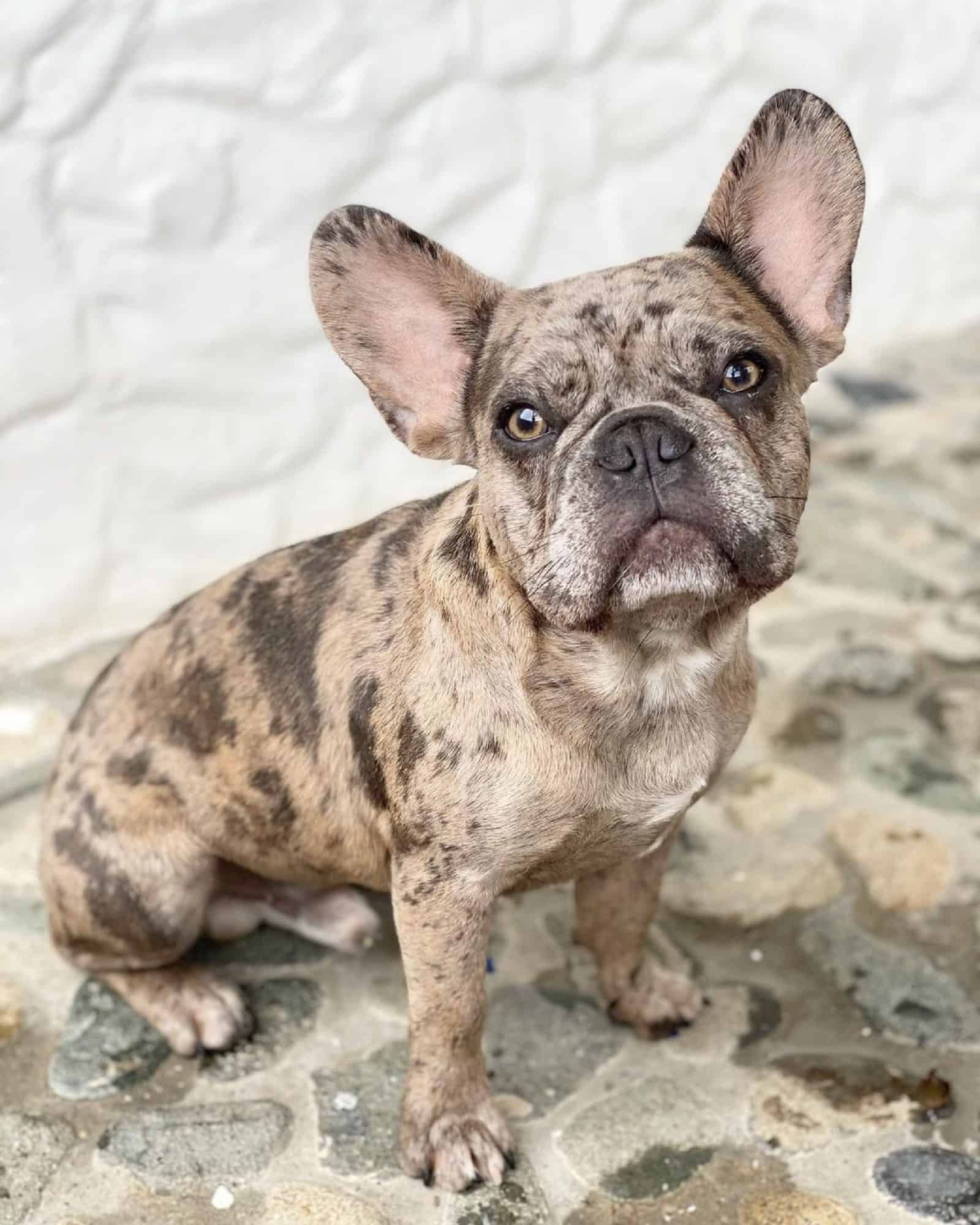 bulldog francés cuádruple portador sentado en el suelo