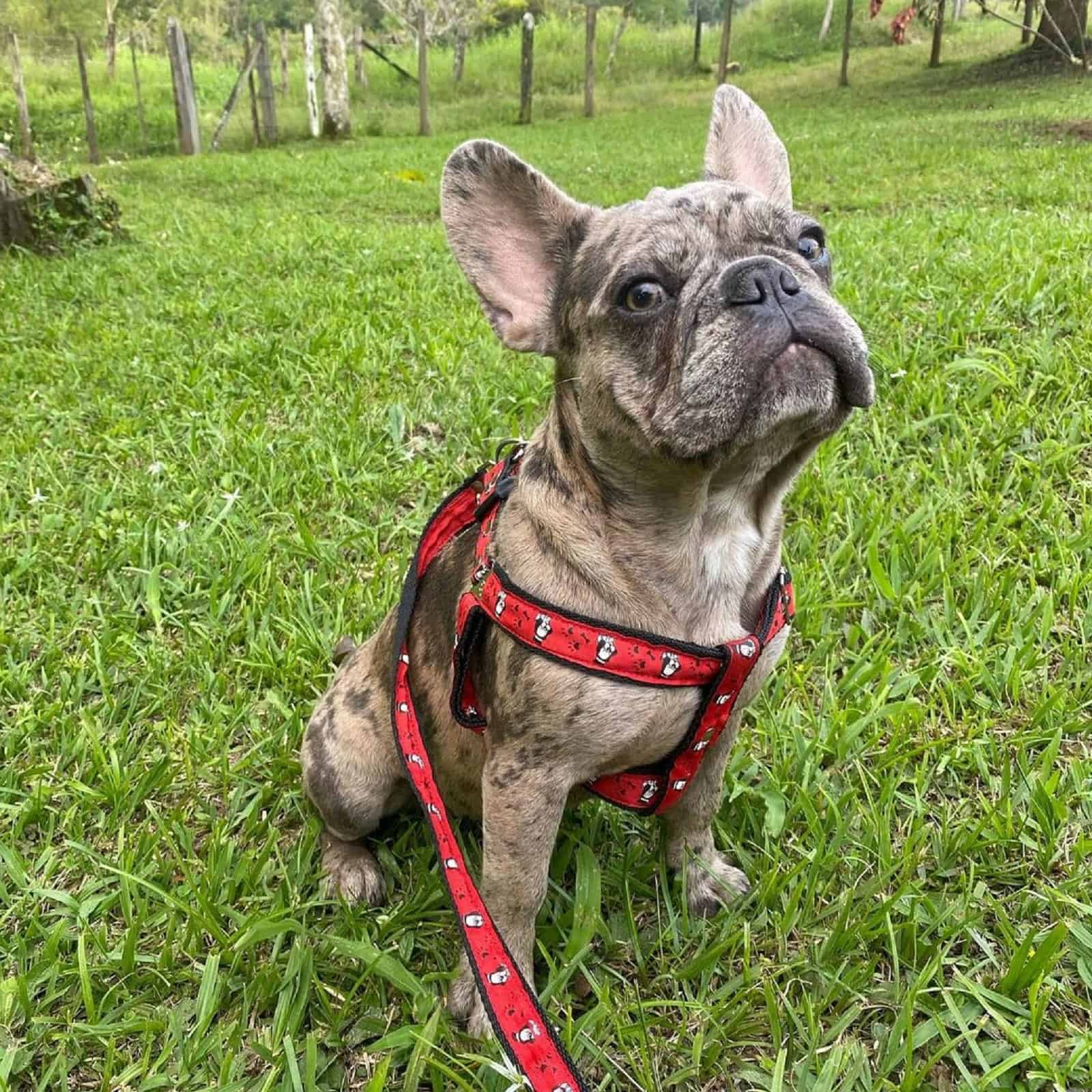 bulldog francés cuádruple sentado en el césped
