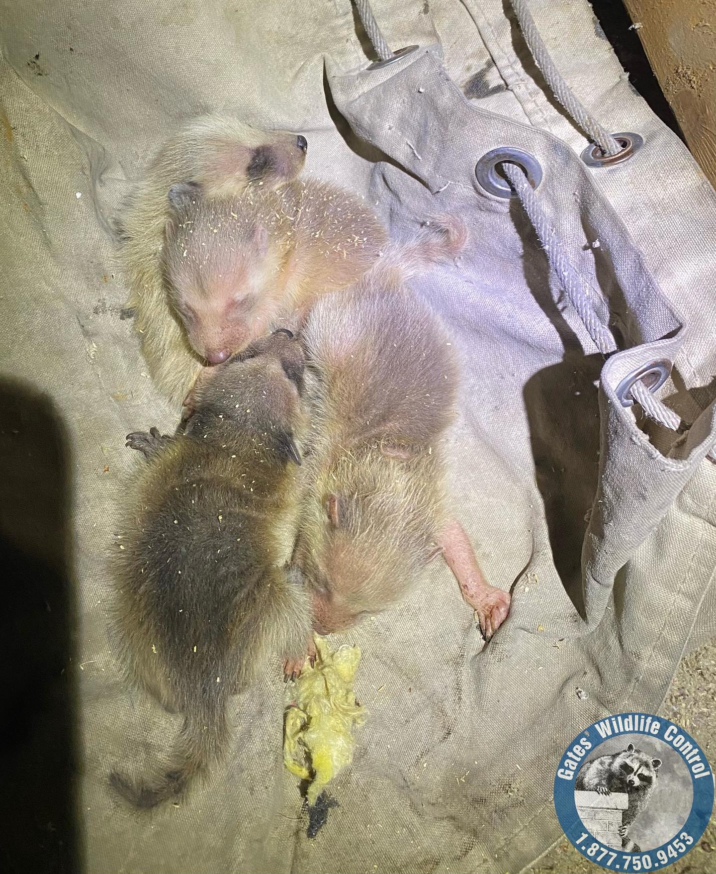 bebés mapaches