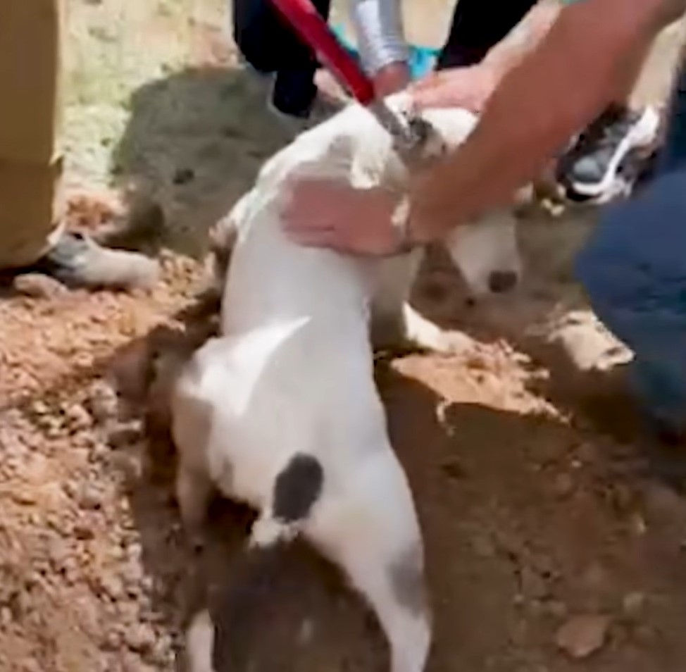 perro rescatado