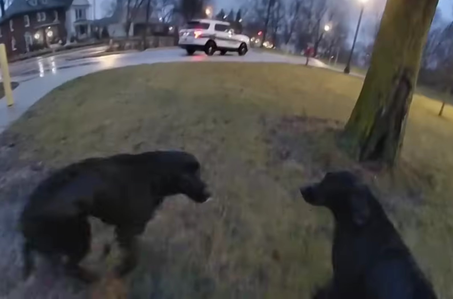 cachorros rescatados caminando en el césped