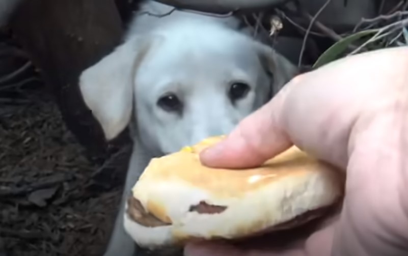 rescatador alimentando a un perro