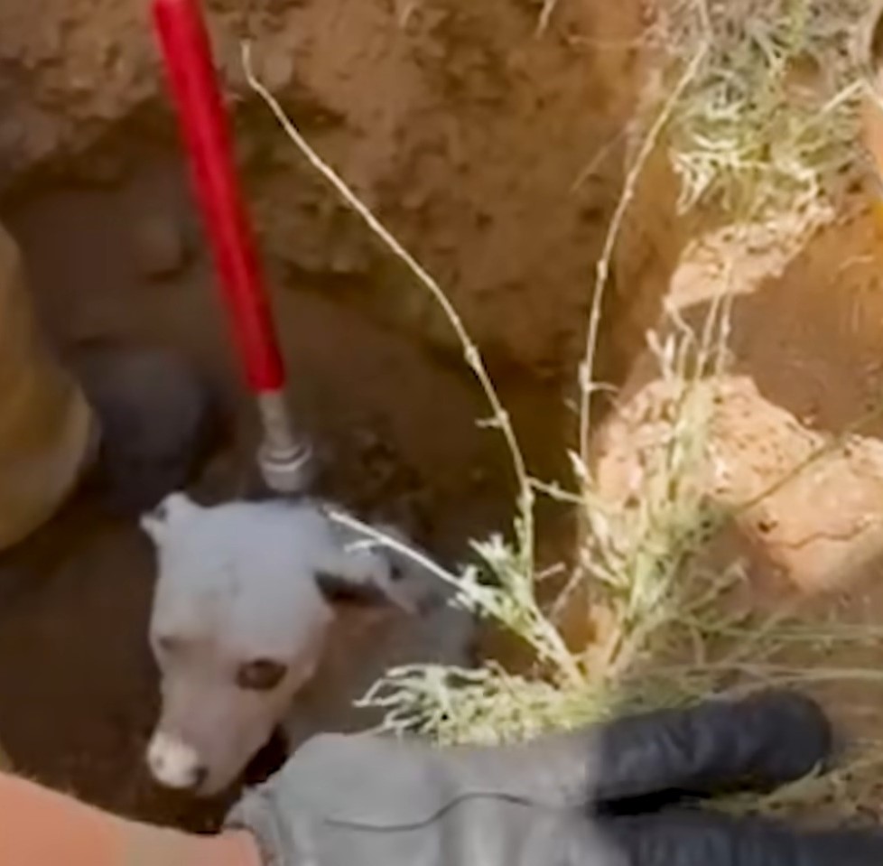 rescatando perro de tubería de drenaje