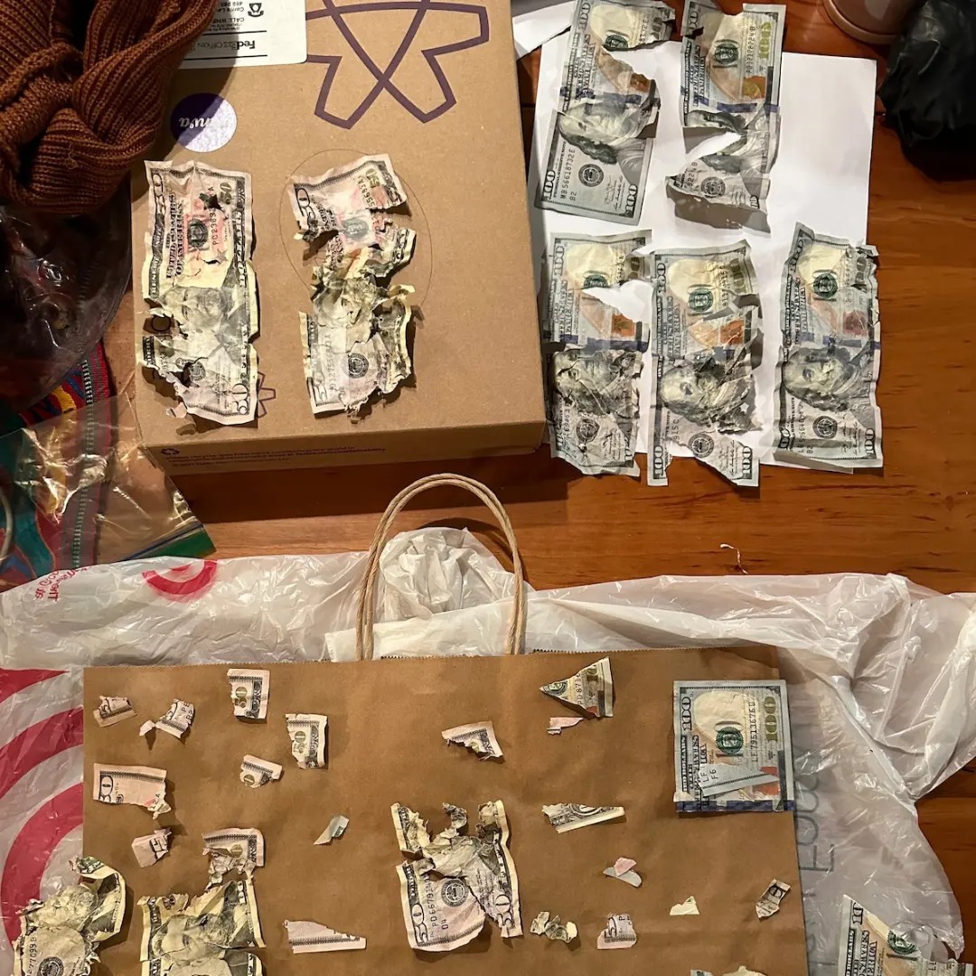 dinero rasgado por perro