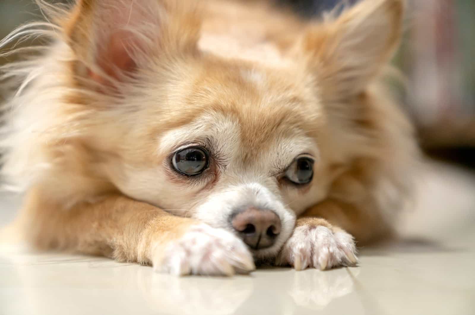 Chihuahua triste