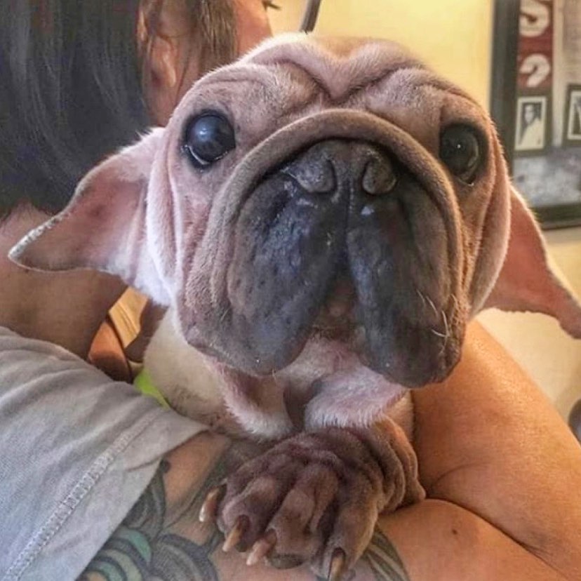 perro Yoda triste