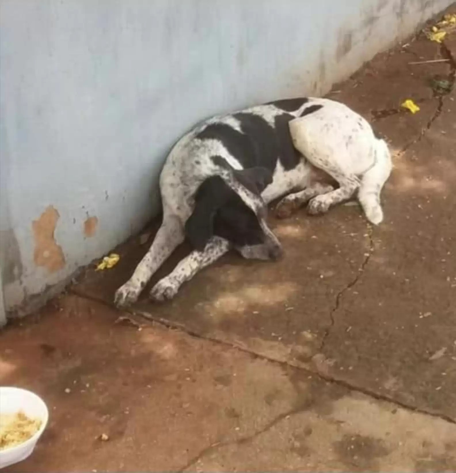 perro triste acostado afuera