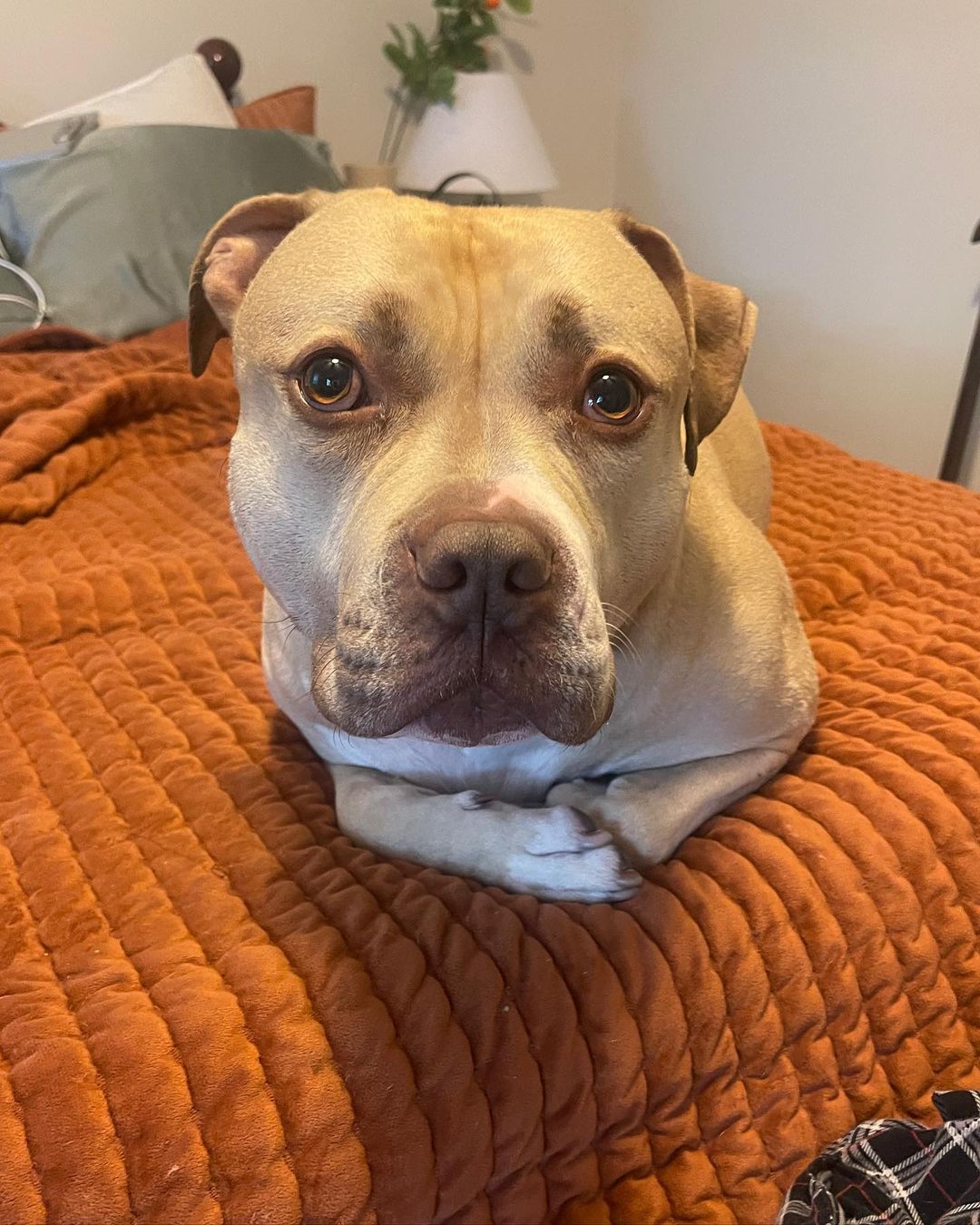 perro triste en una cama
