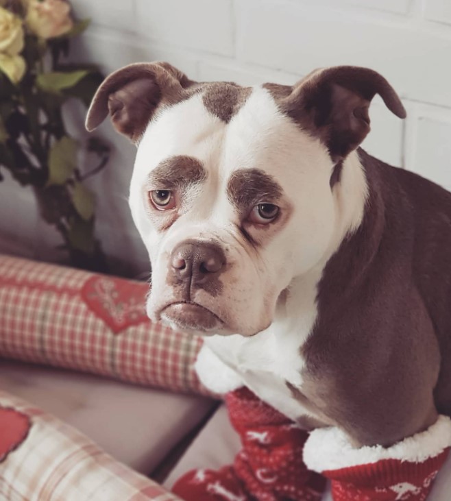 perro triste con calcetines en sus patas