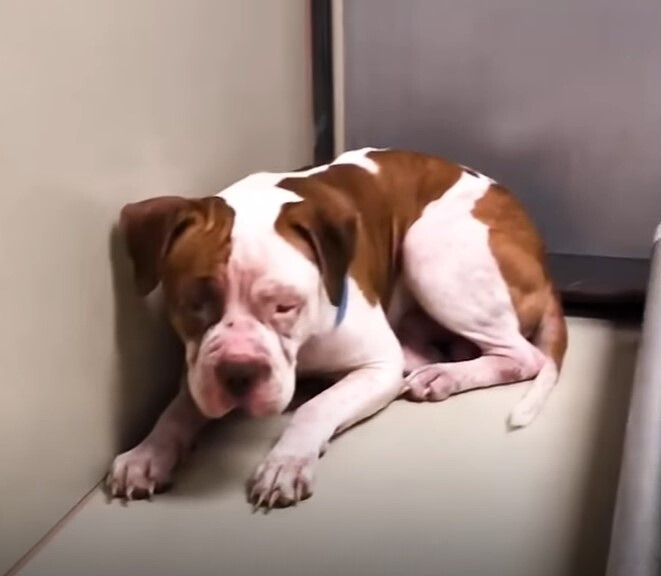 pitbull triste en el refugio