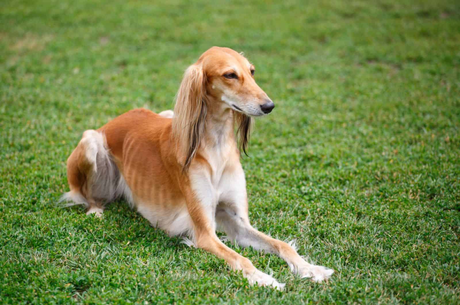 perro saluki tumbado en el césped