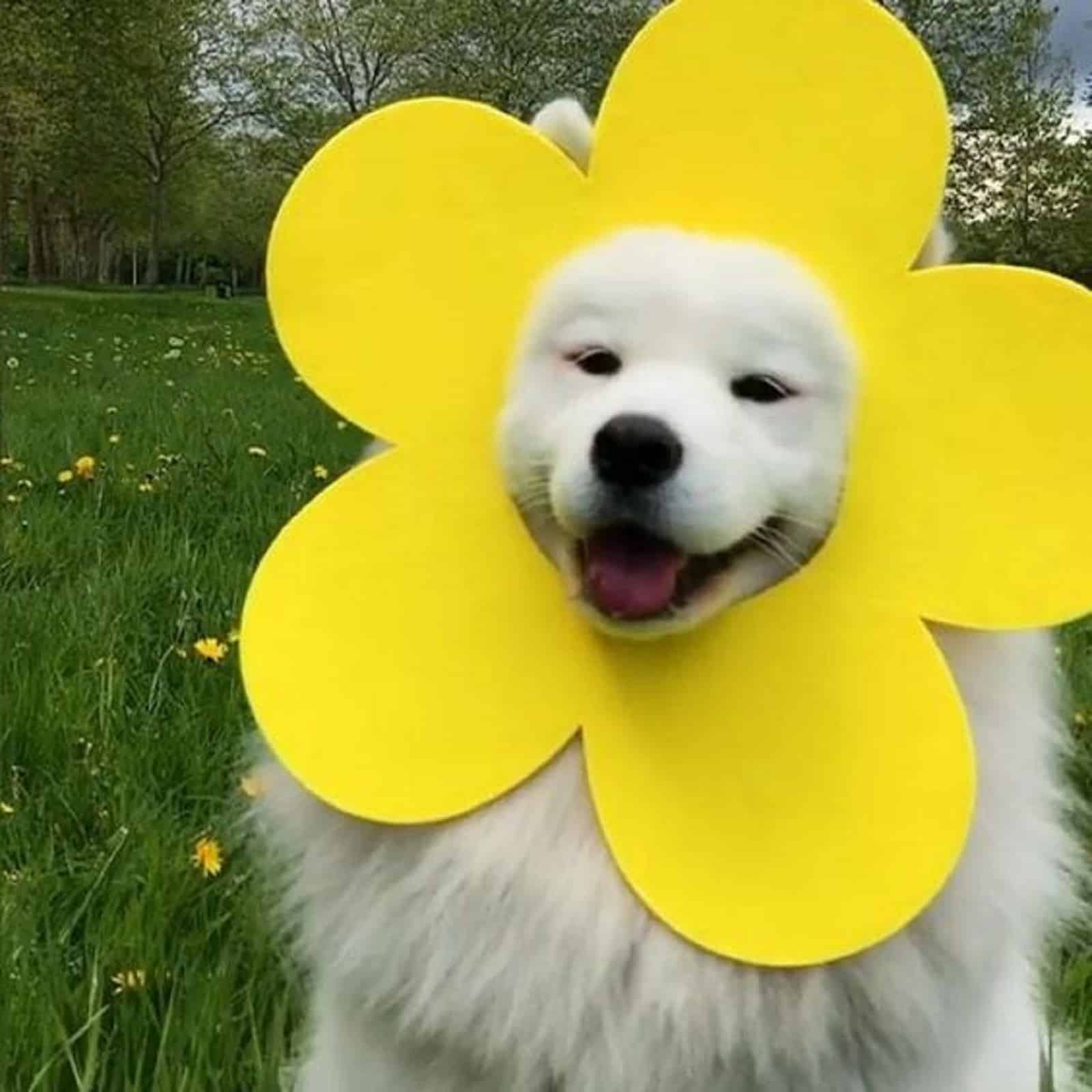 perro samoyedo con disfraz de flor en un prado