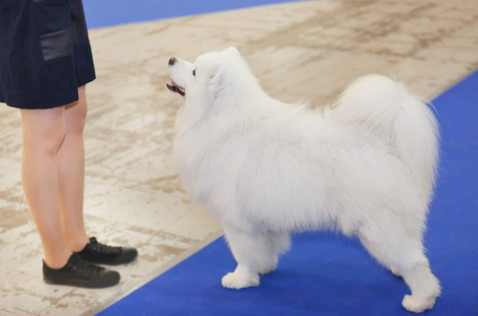 perro samoyedo con dueño en el show