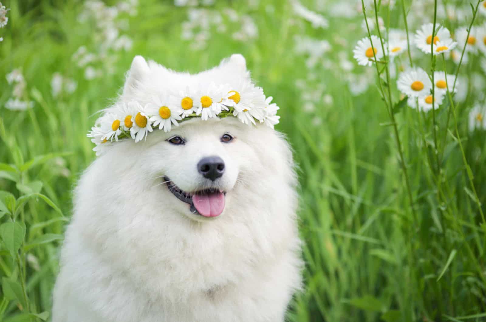 perro samoyedo con una corona de flores sentado en un prado