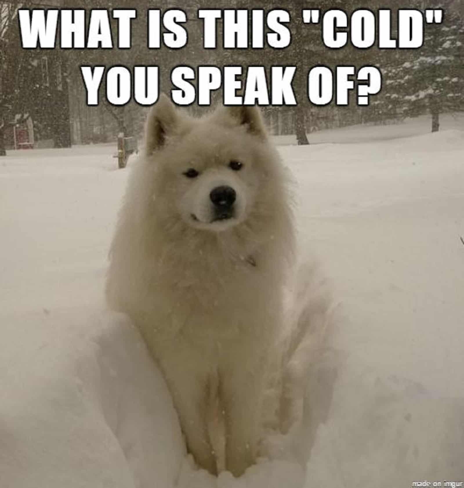 perro samoyedo sentado en la nieve