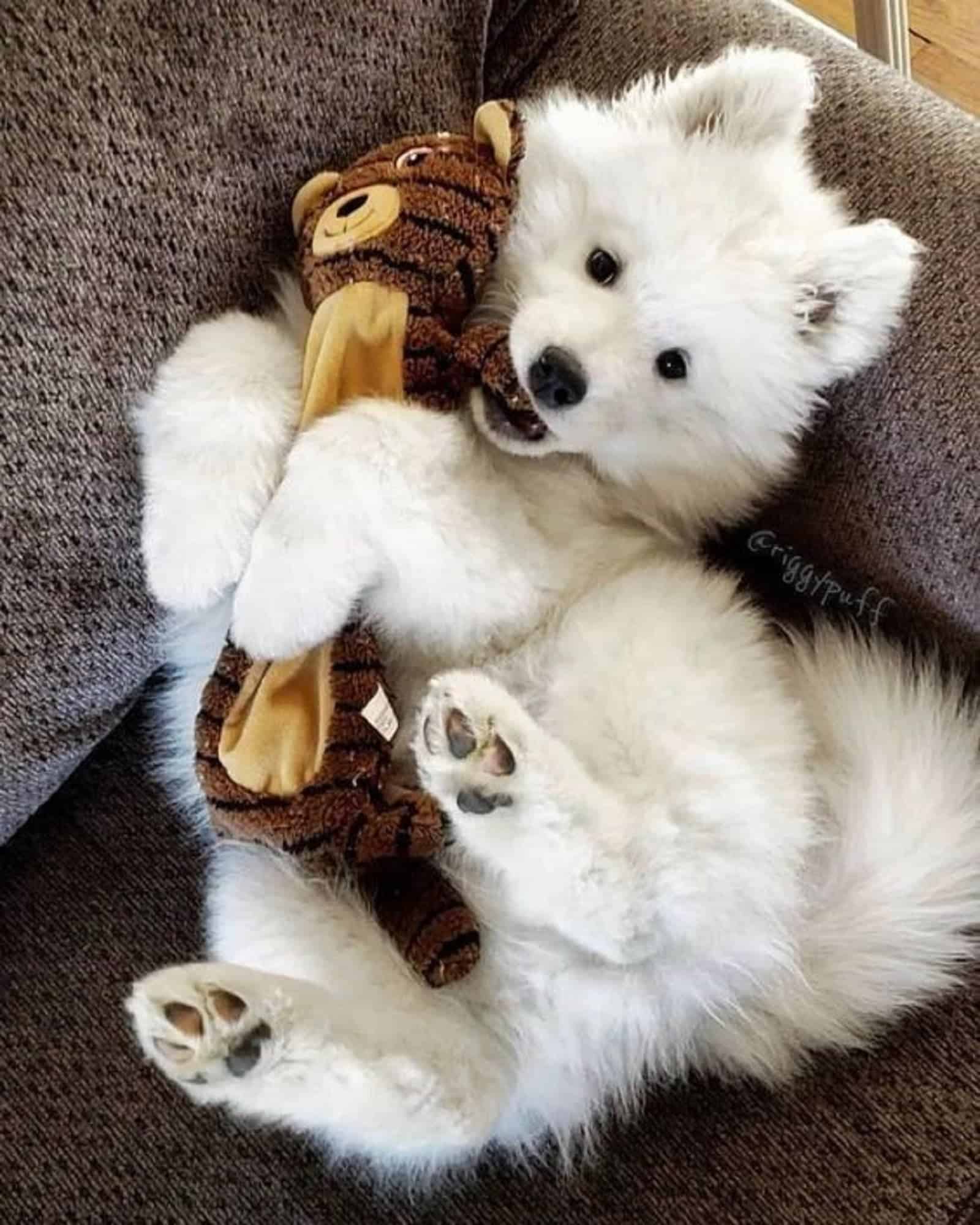 cachorro samoyedo jugando con un juguete en el sofá