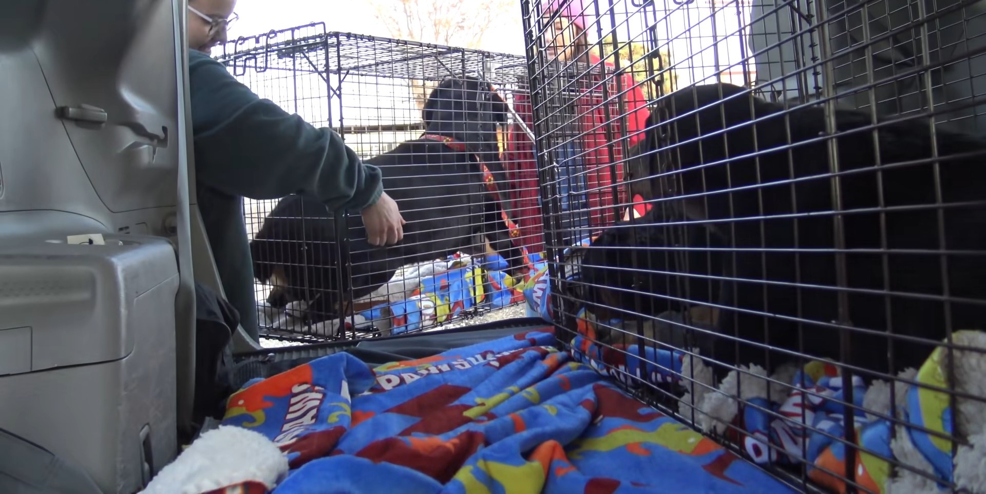 rescatando perros abandonados
