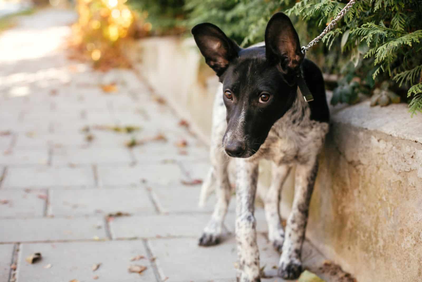 perro asustado caminando por la acera