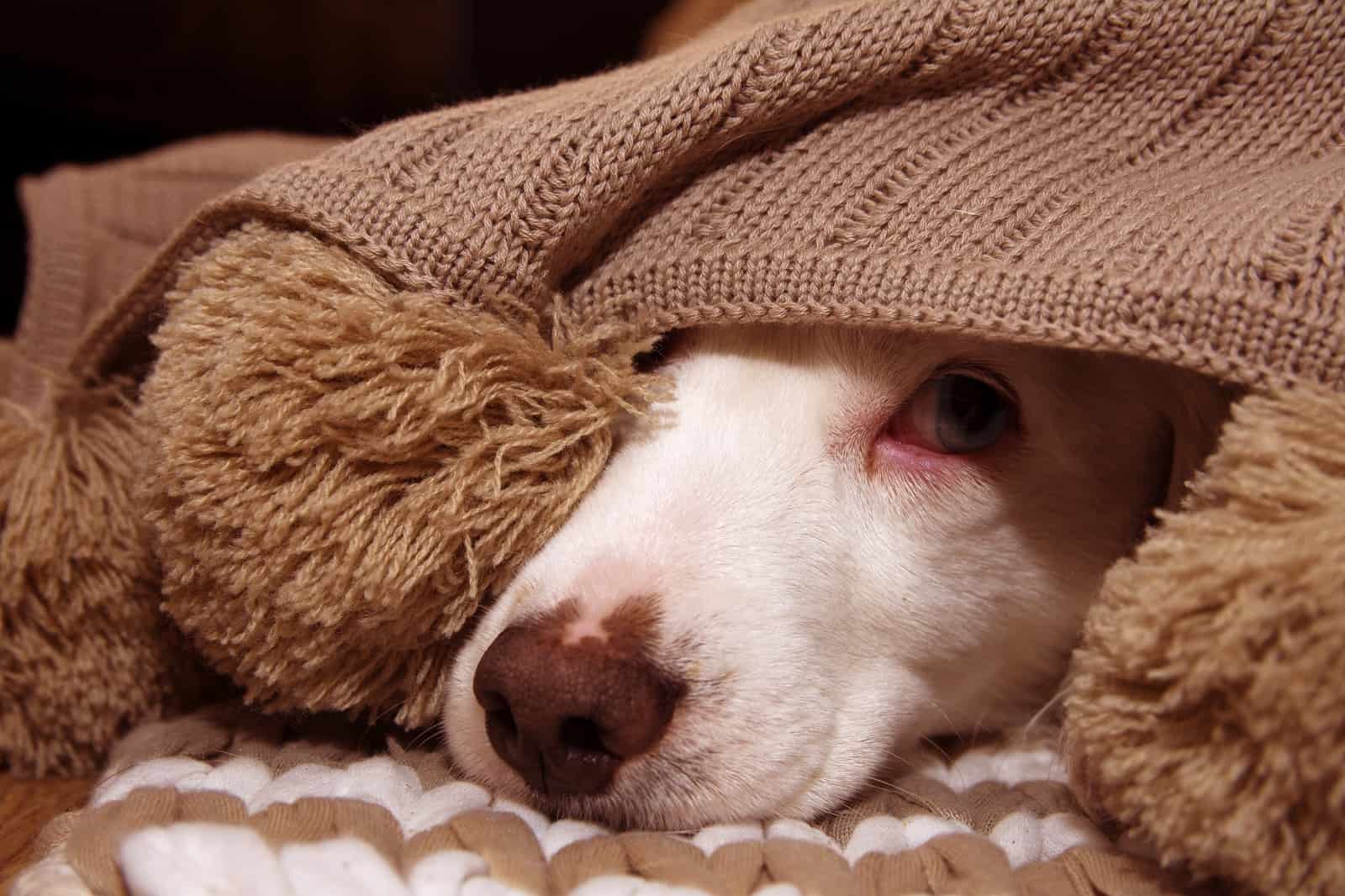 perro asustado escondido bajo una manta en la cama