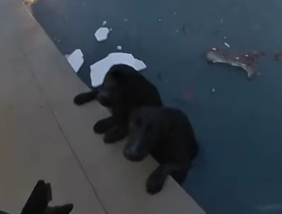 cachorros asustados atrapados en el estanque