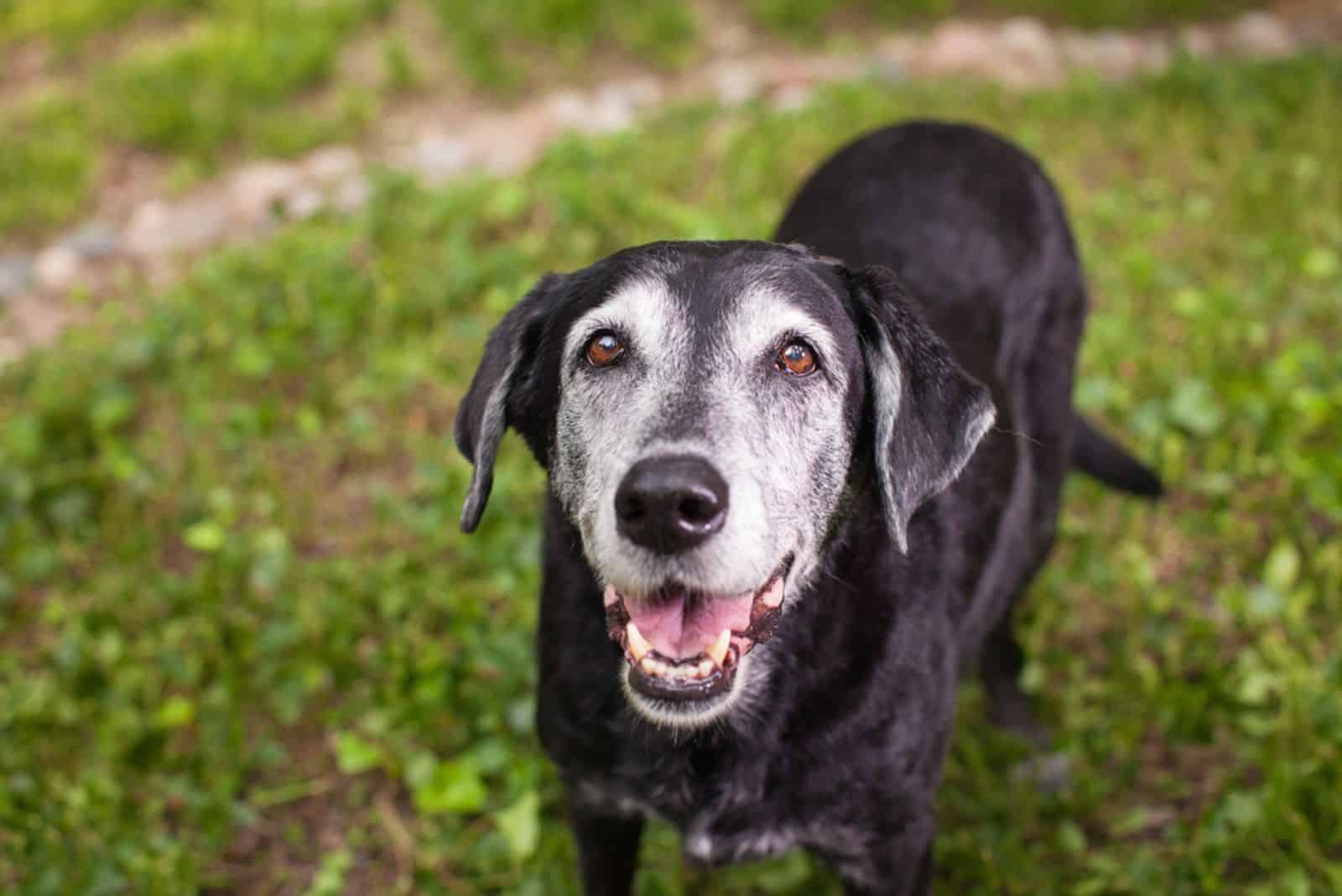 labrador negro mayor de pie en el césped