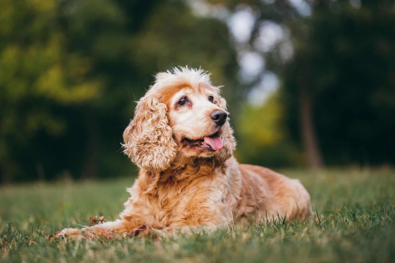 perro cocker spaniel mayor tumbado en el césped