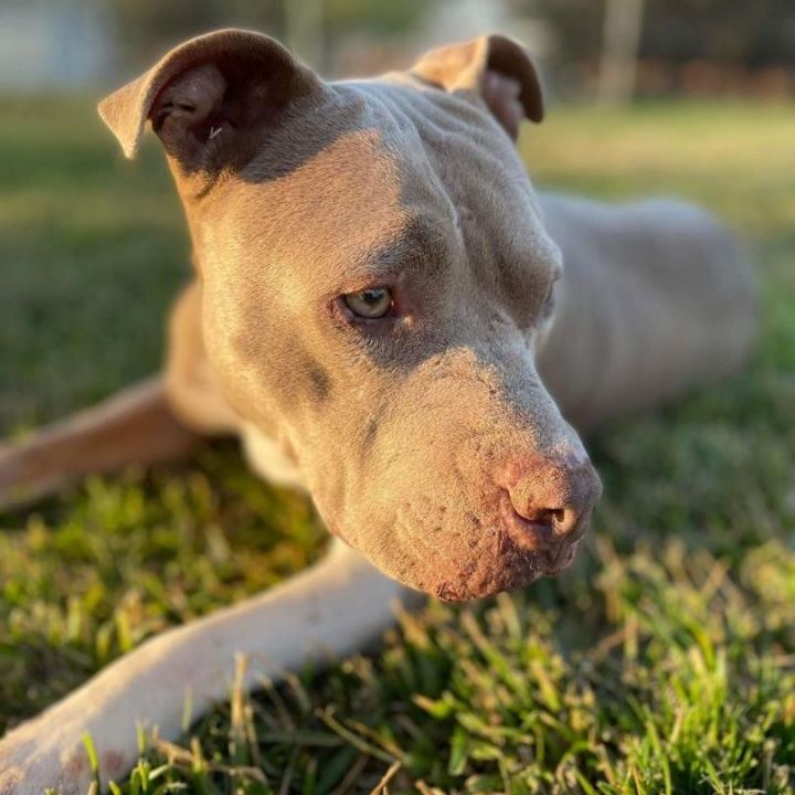 perro mayor disfrutando del patio de su nuevo hogar