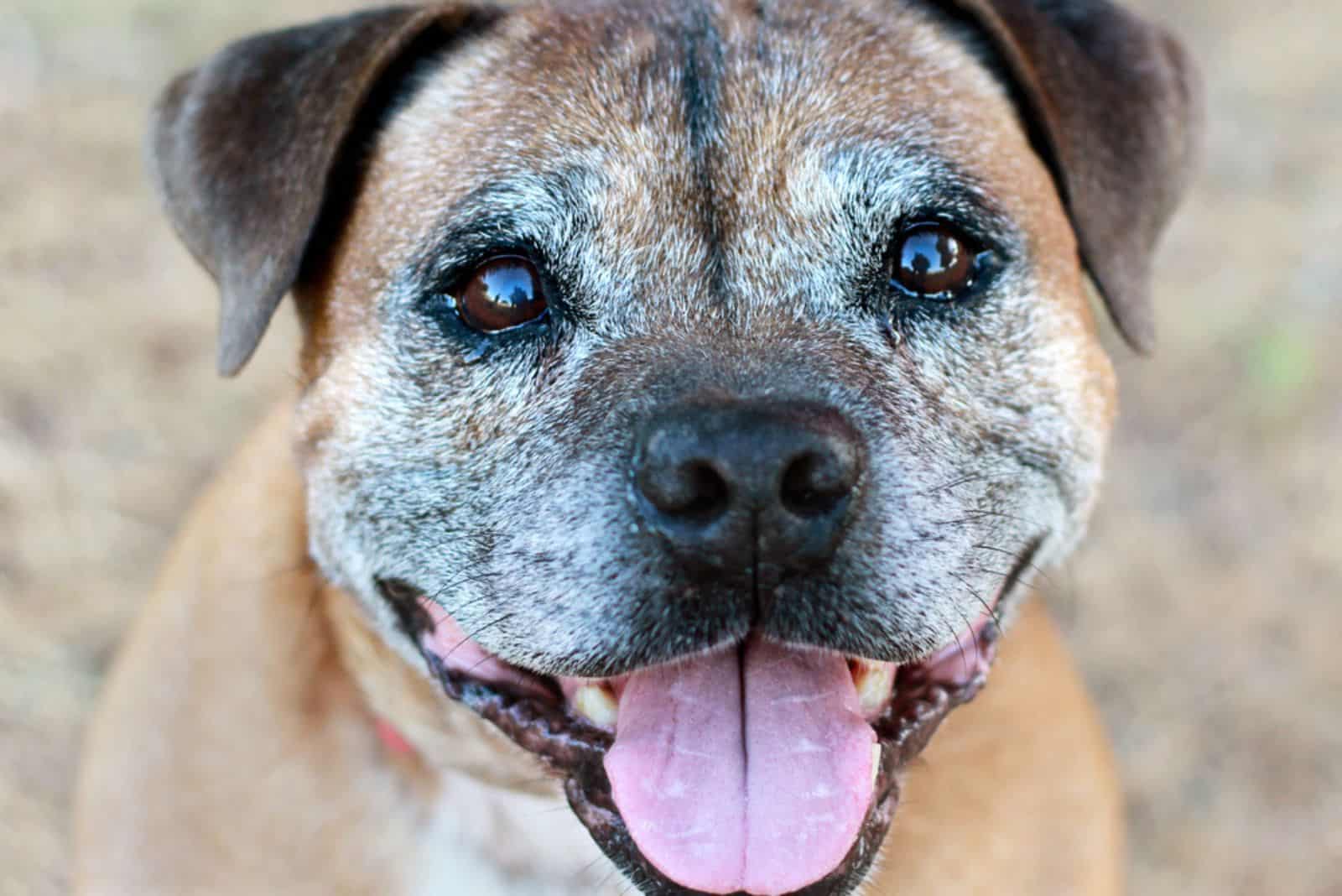 perro mayor con cara feliz
