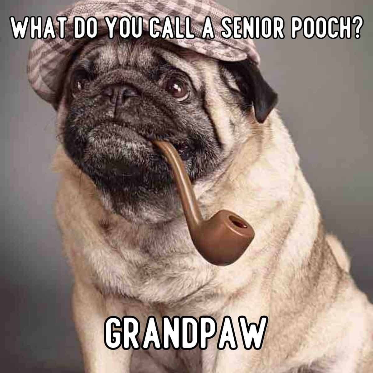 chiste de perro anciano