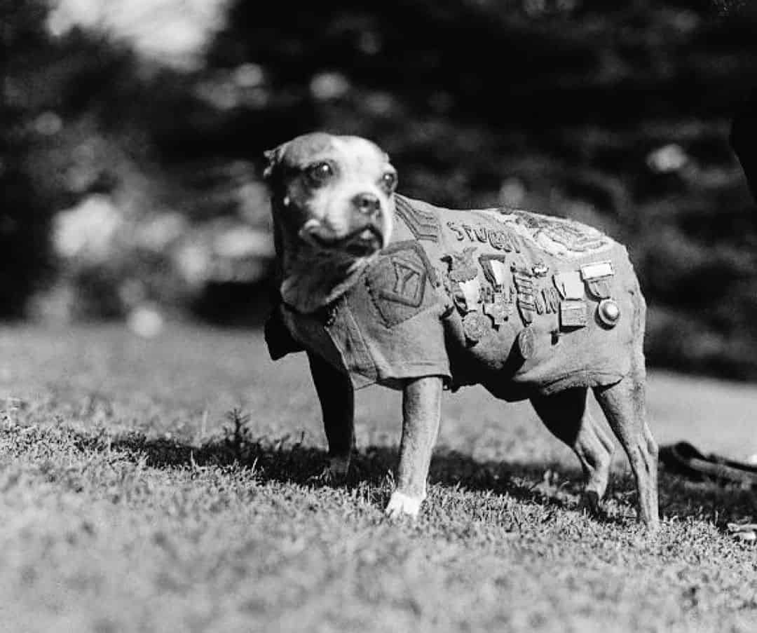 sargento stubby, el perro de guerra más condecorado