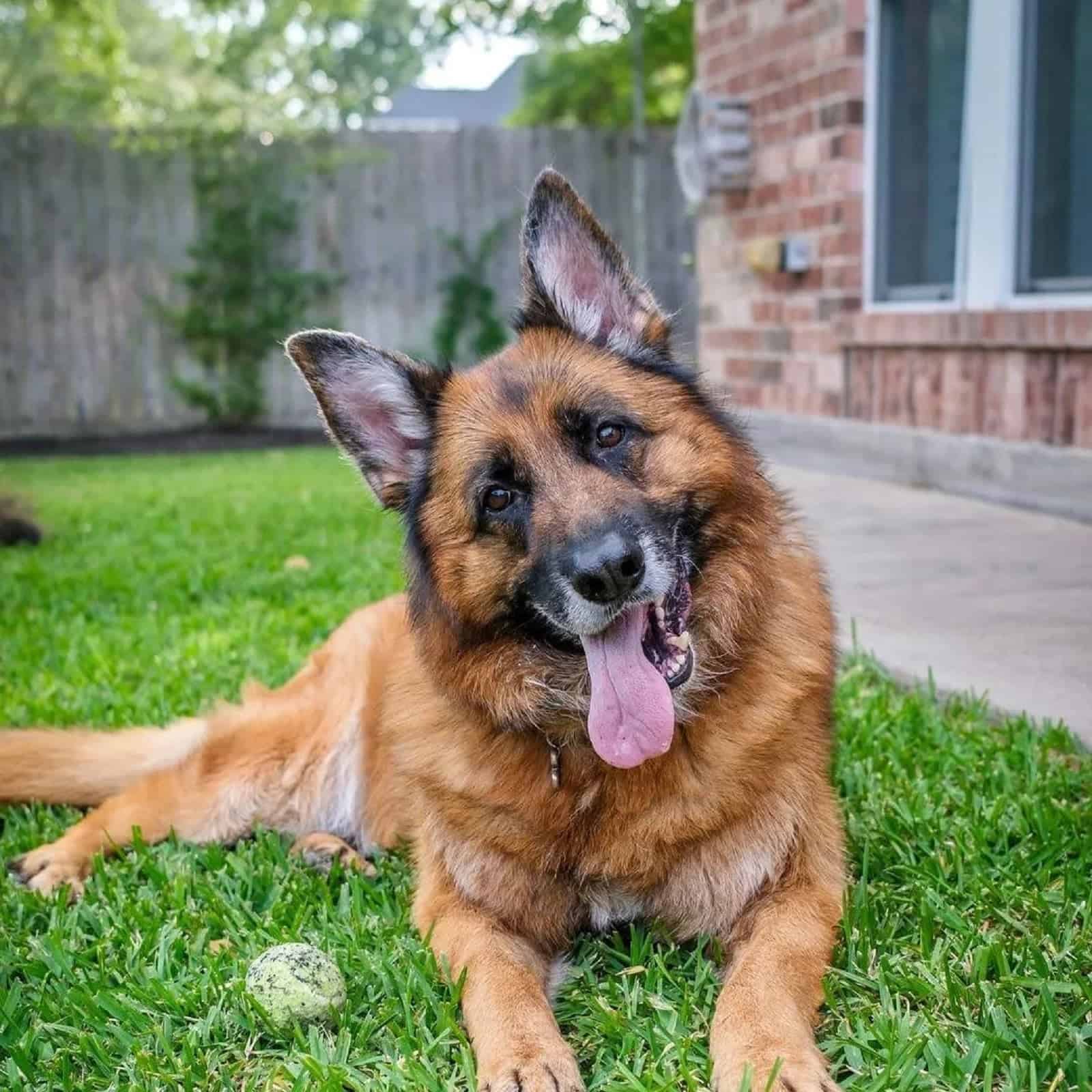 perro pastor alemán serio tumbado en el césped
