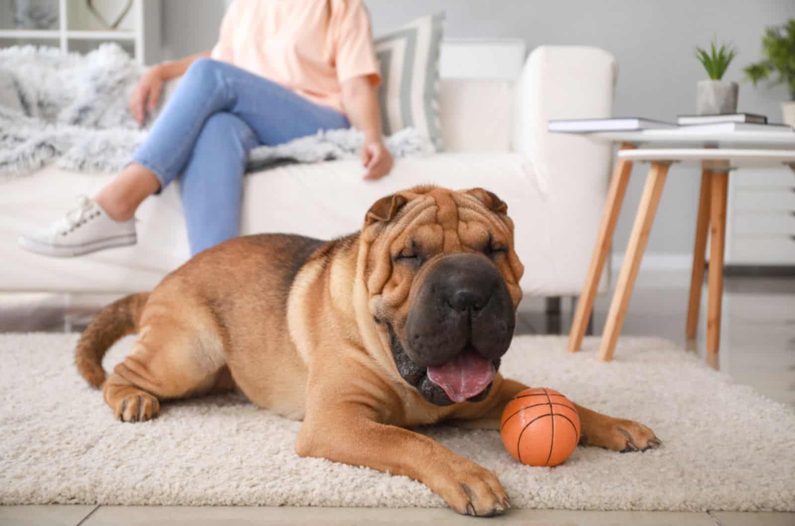 perro shar pei tumbado en la alfombra