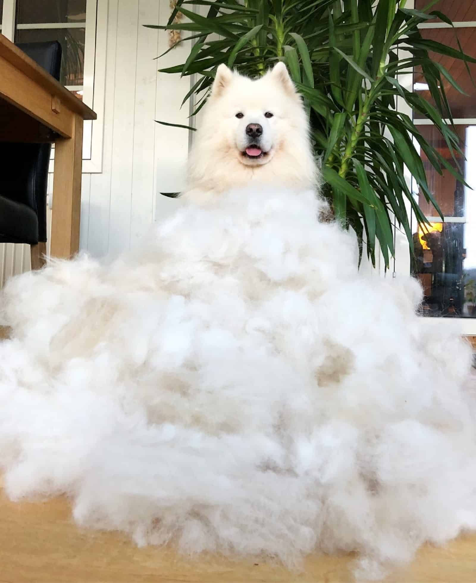 samoyedo con un pelaje grueso